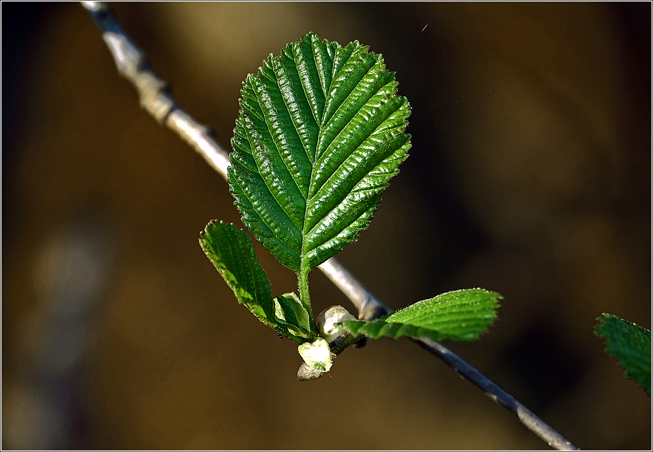 Изображение особи Alnus glutinosa.