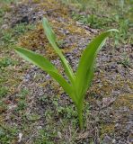 род Colchicum