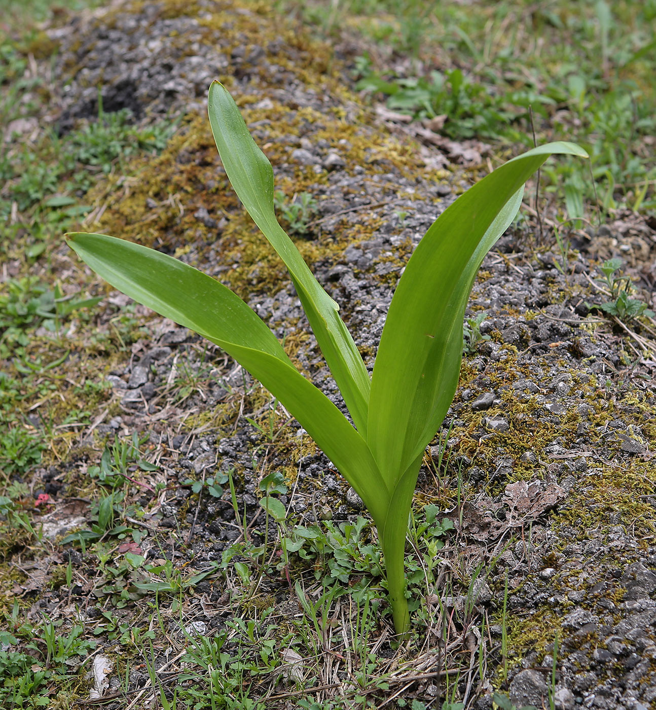 Image of genus Colchicum specimen.