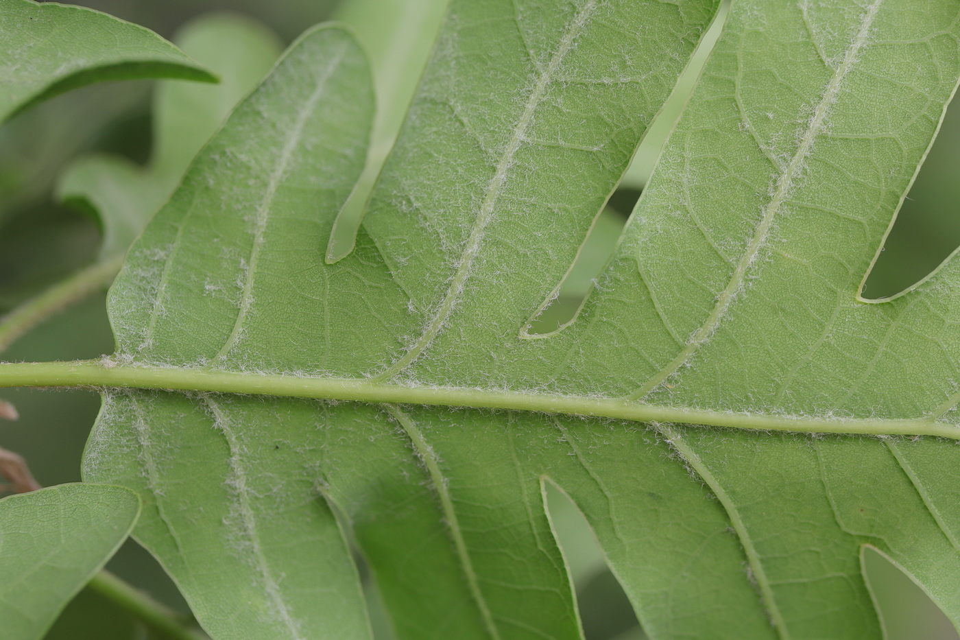 Image of Quercus calcarea specimen.