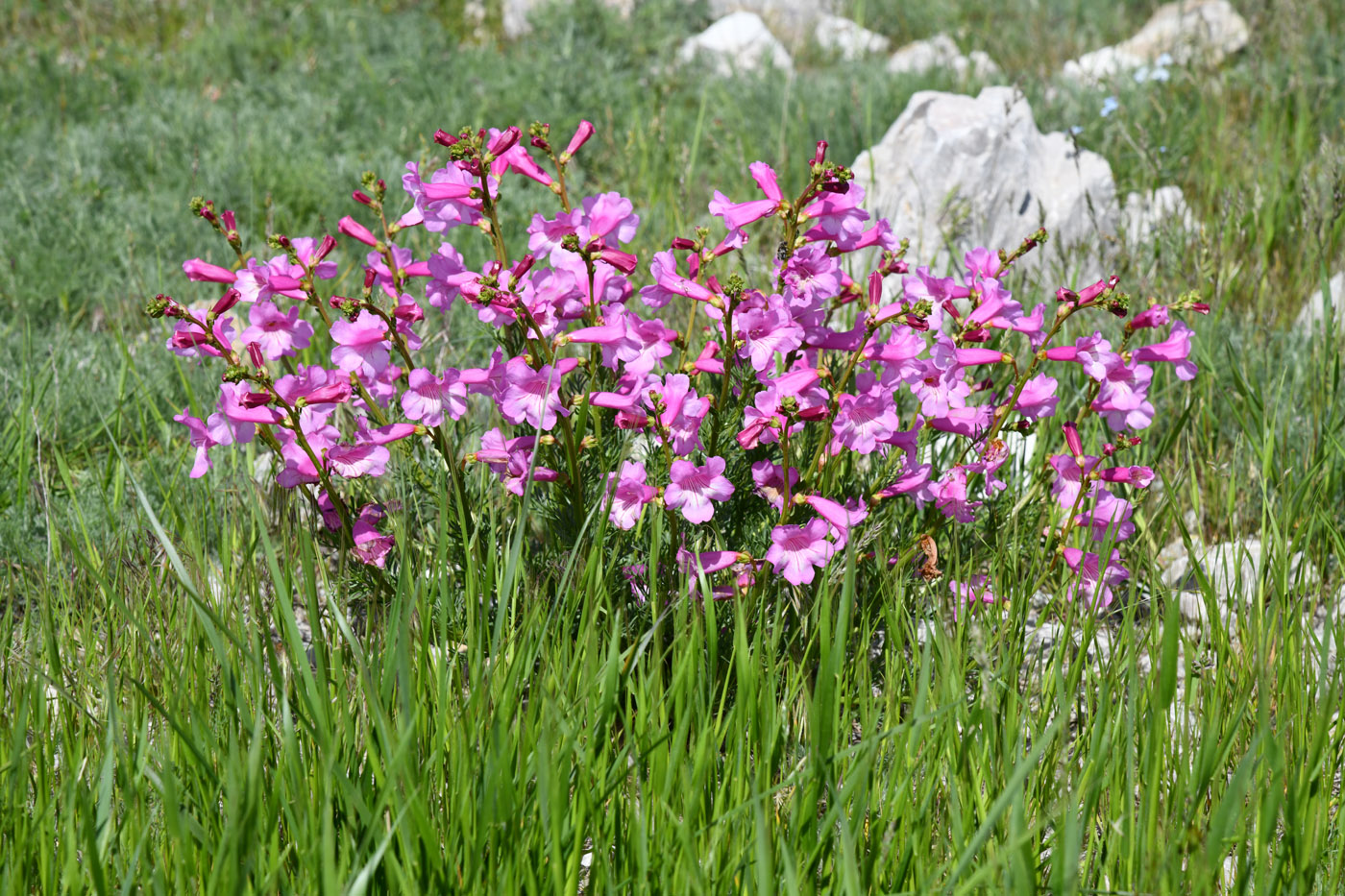 Image of Niedzwedzkia semiretschenskia specimen.