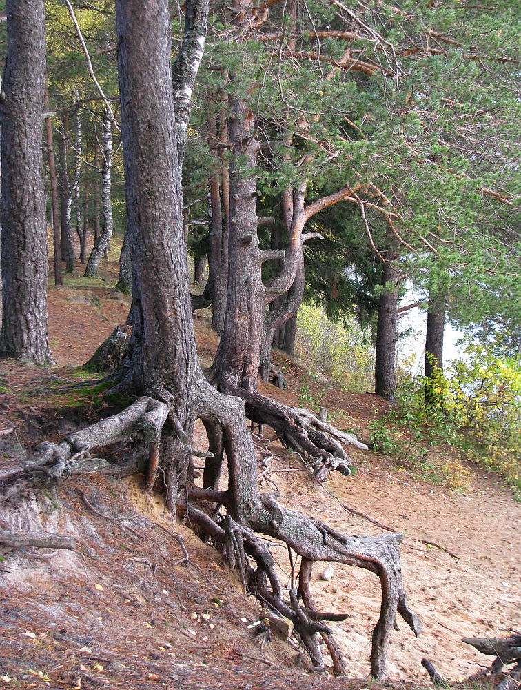 Image of Pinus sylvestris specimen.