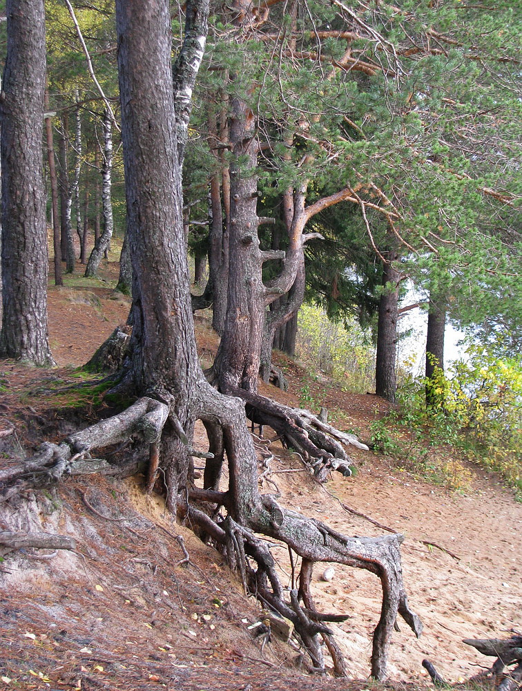 Изображение особи Pinus sylvestris.