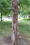 род Platanus