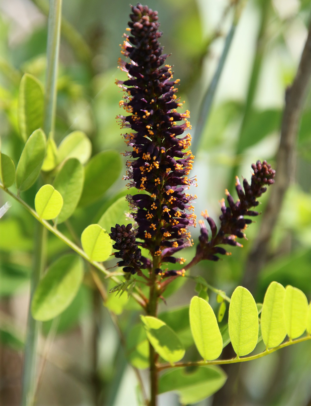 Изображение особи Amorpha fruticosa.