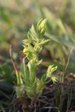 Asterolinon linum-stellatum
