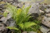 Dryopteris oreades. Спороносящее растение. Карачаево-Черкесия, Урупский р-н, хр. Абишира-Ахуба, окр. оз. Чилик, ≈ 2500 м н.у.м., каменистый склон. 11.08.2024.