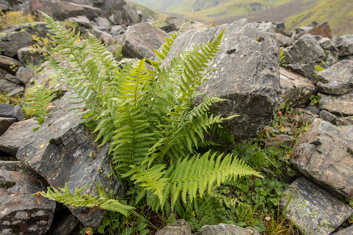 Изображение особи Dryopteris oreades.