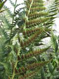 Dryopteris villarii