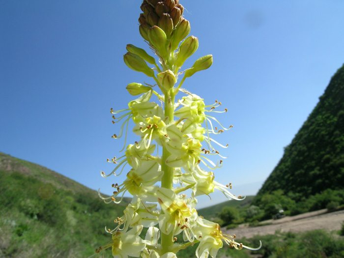 Image of Eremurus zoae specimen.