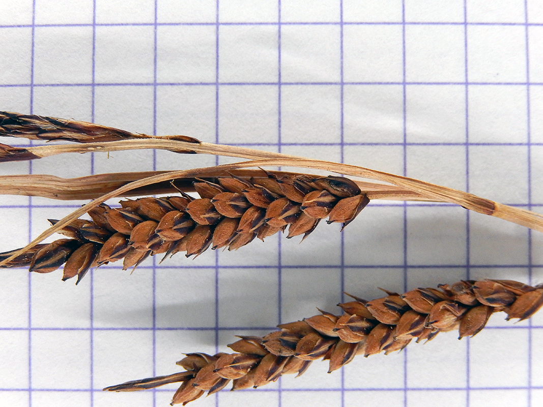 Image of Carex cuspidata specimen.