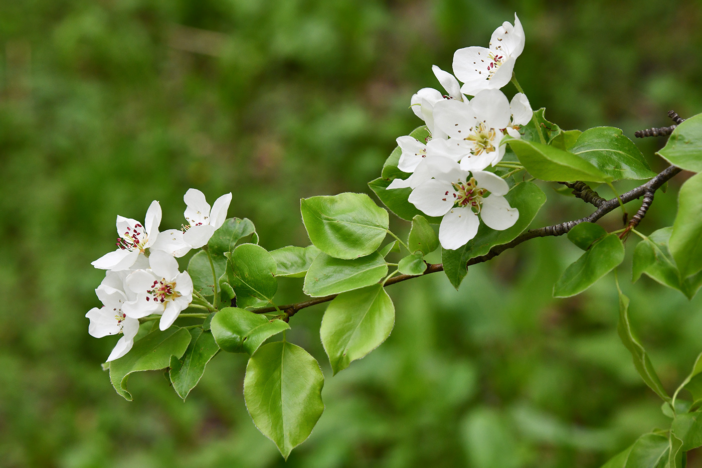 Изображение особи Pyrus communis.