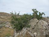 Rhamnus sintenisii