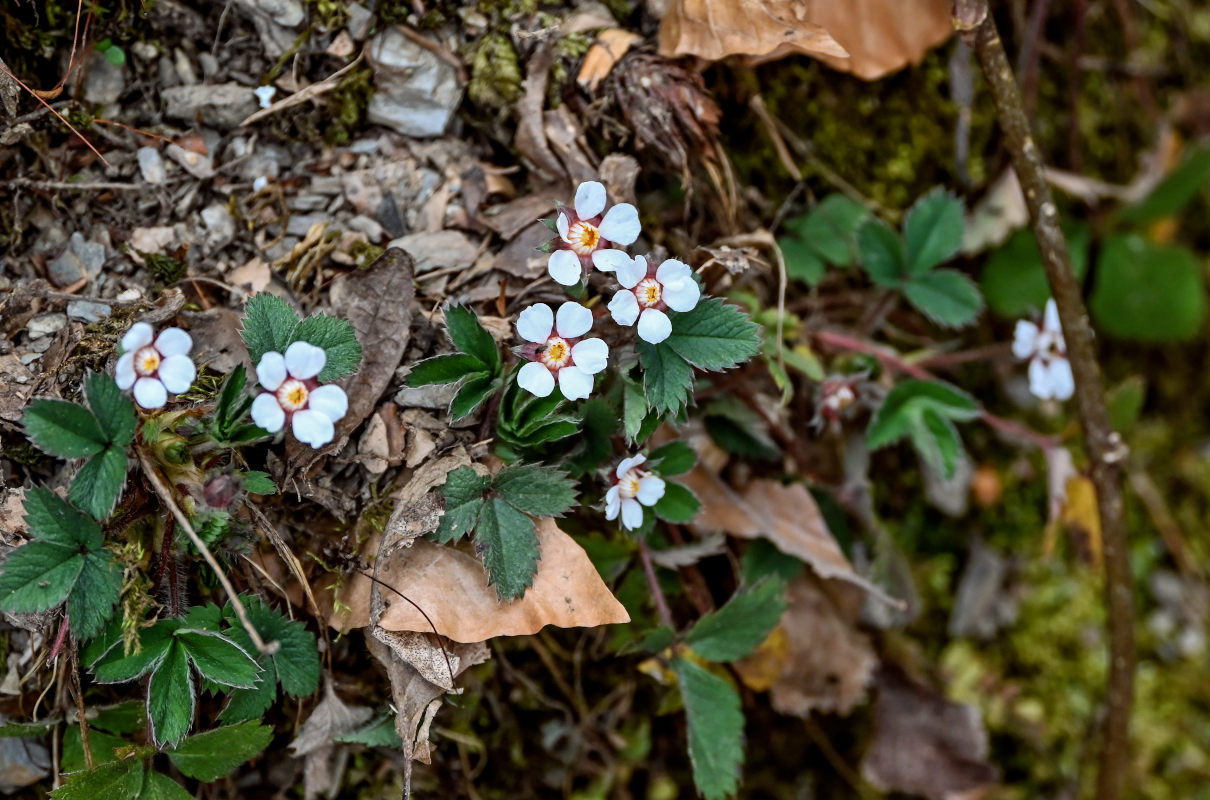 Image of Potentilla micrantha specimen.