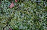 Conocephalum conicum
