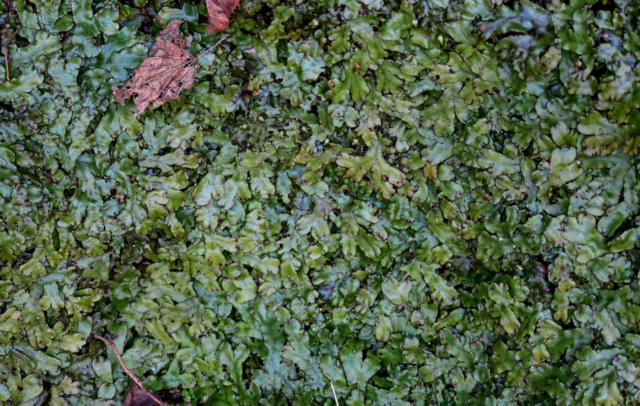 Image of Conocephalum conicum specimen.