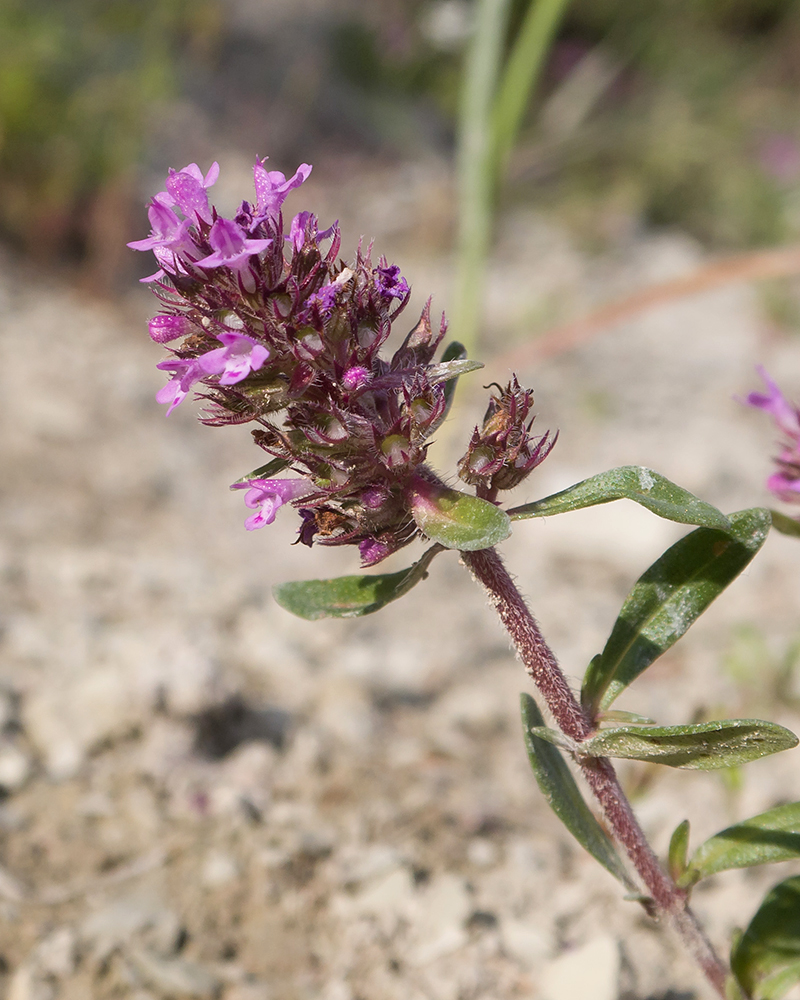 Image of Thymus elenevskyi specimen.