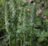 Pedicularis uralensis. Соцветия в начале цветения. Пермский край, Кунгурский р-н, окр. с. Плехановское, ур. Спасская гора, берёзовая роща, распадок. 26.05.2025.