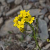 Draba hispida