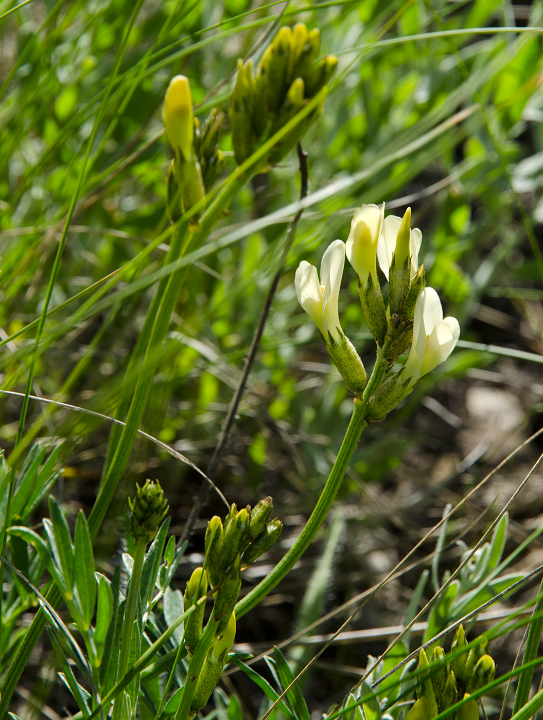 Image of Astragalus storozhevae specimen.