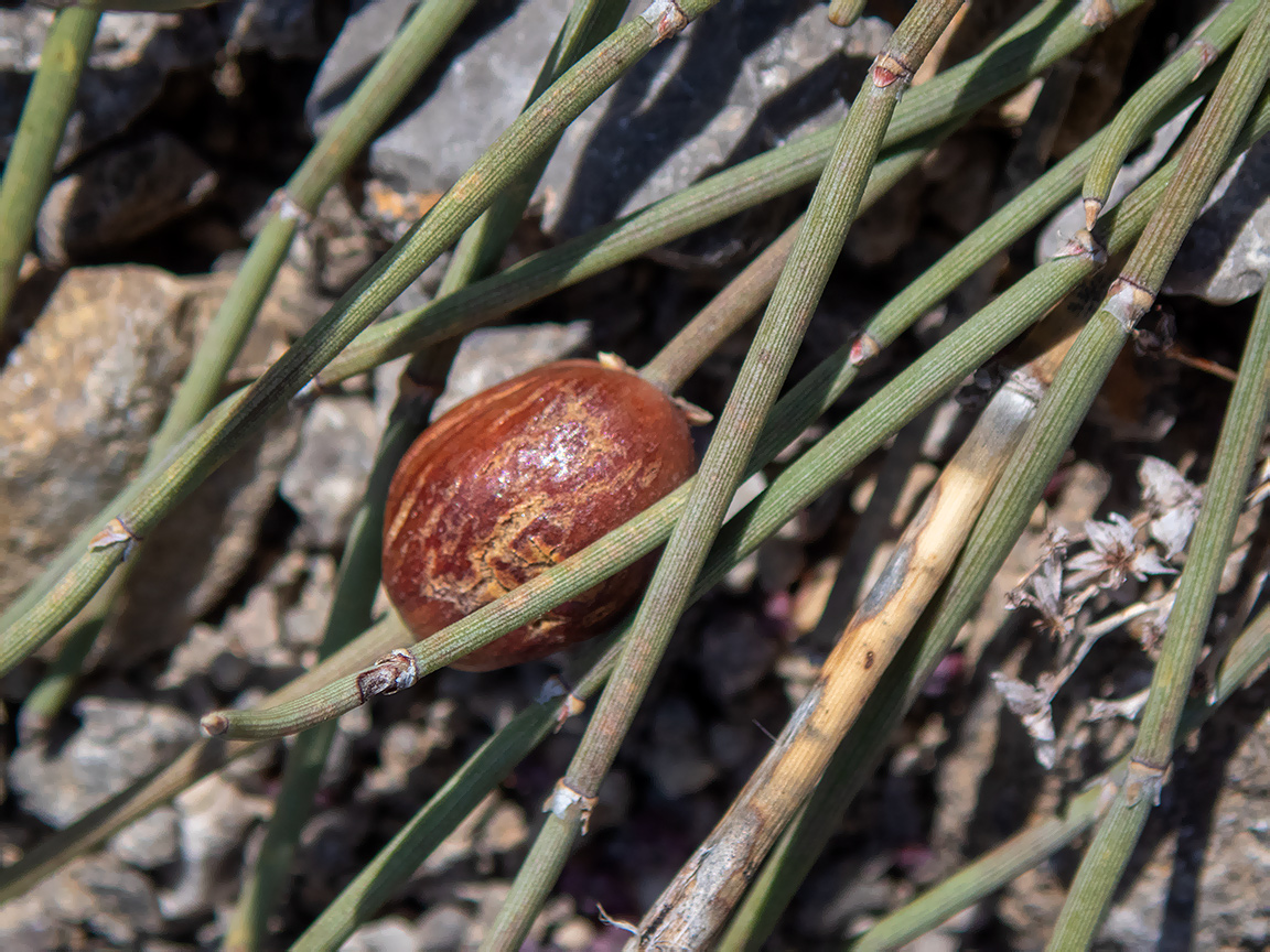 Image of Ephedra distachya specimen.