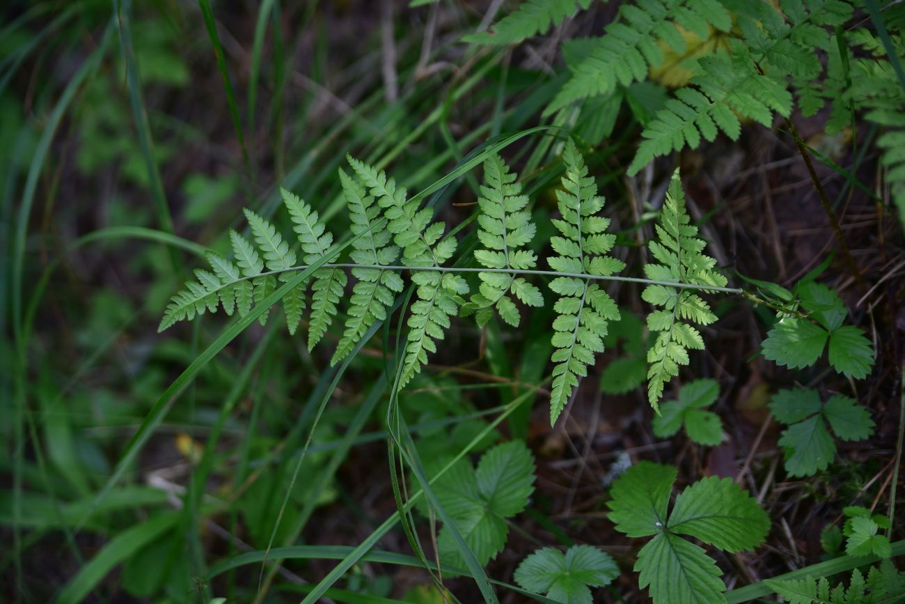 Image of Dryopteris carthusiana specimen.