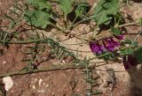 Vicia villosa. Верхушка побега с соцветием. Израиль, г. Кирьят-Оно, обочина дороги. 19.02.2011.