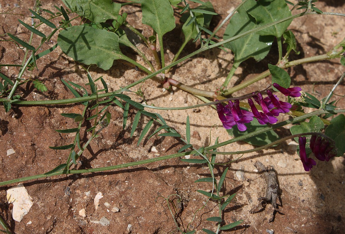 Image of Vicia villosa specimen.