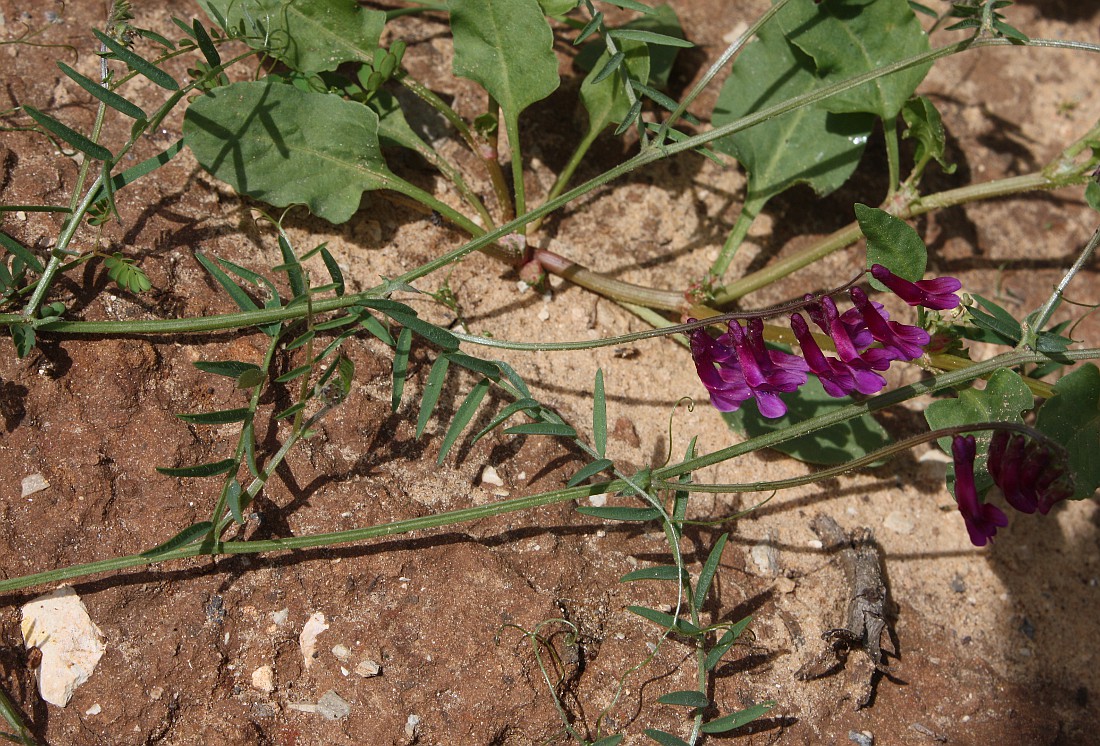 Изображение особи Vicia villosa.