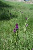 род Dactylorhiza