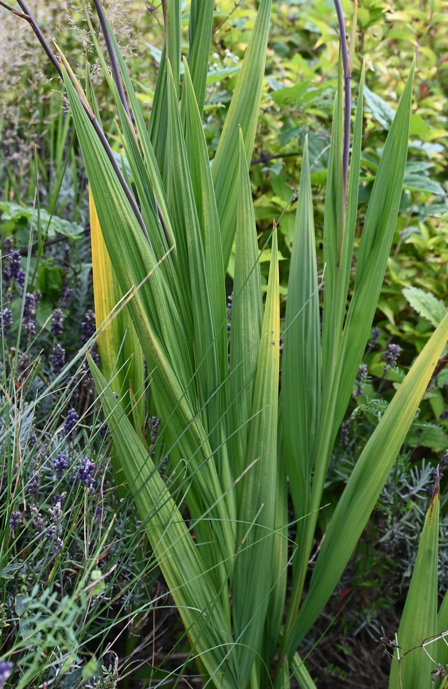 Image of Crocosmia &times; crocosmiiflora specimen.
