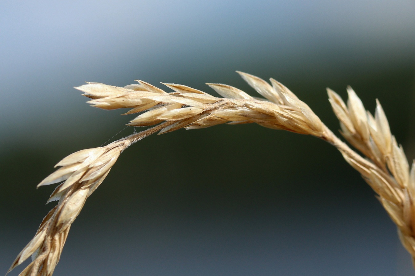 Image of Phleum phleoides specimen.