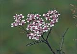 Image of taxon representative. Author is Виталий Гуменюк