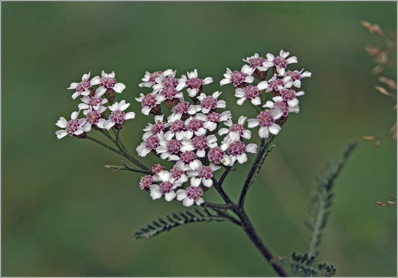 Image of Achillea millefolium specimen.
