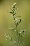 род Salsola