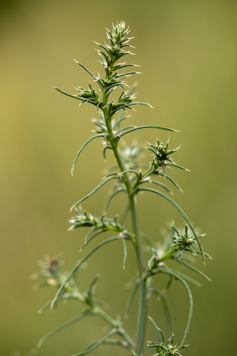 Изображение особи род Salsola.