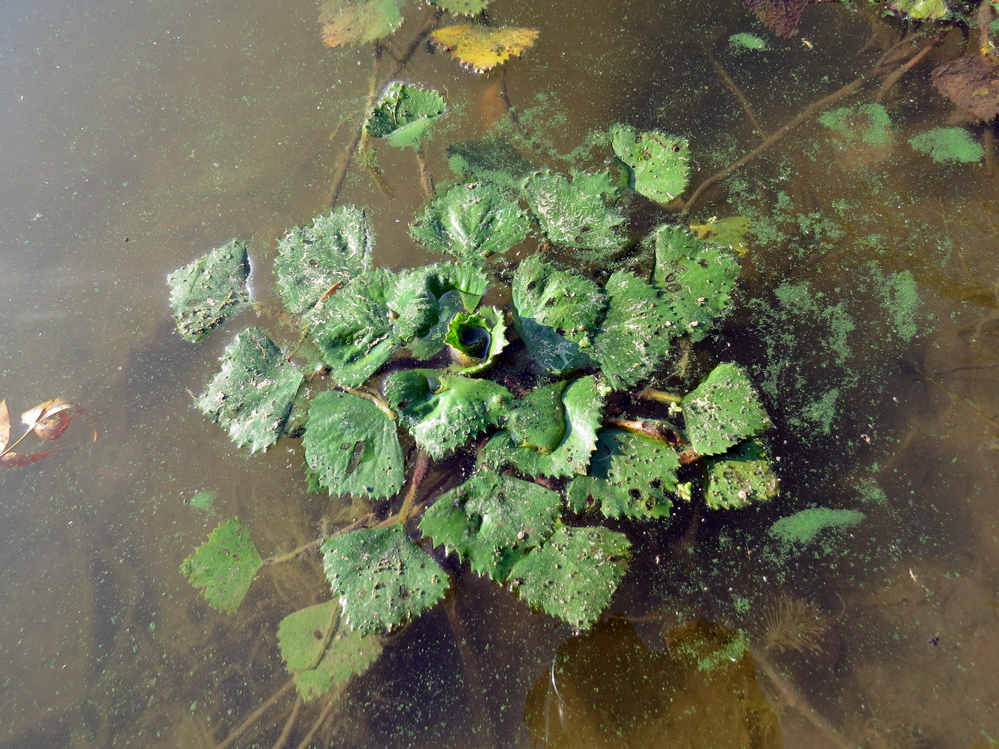 Image of genus Trapa specimen.