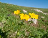 genus Ranunculus. Верхушка цветущего растения. Адыгея, Кавказский биосферный запов., Абадзешский перевал, ≈ 2000 м н.у.м., субальпийский луг. 24.07.2025.