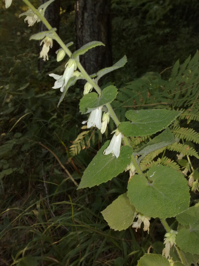 Изображение особи Campanula alliariifolia.