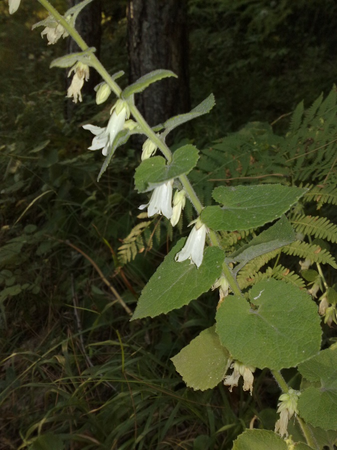 Image of Campanula alliariifolia specimen.