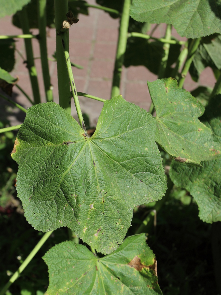 Изображение особи Alcea rosea.