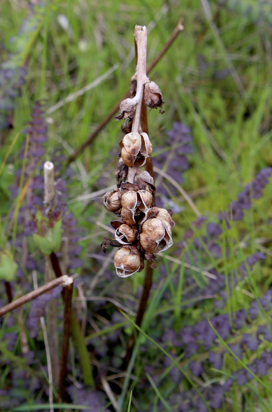 Image of Pedicularis palustris specimen.