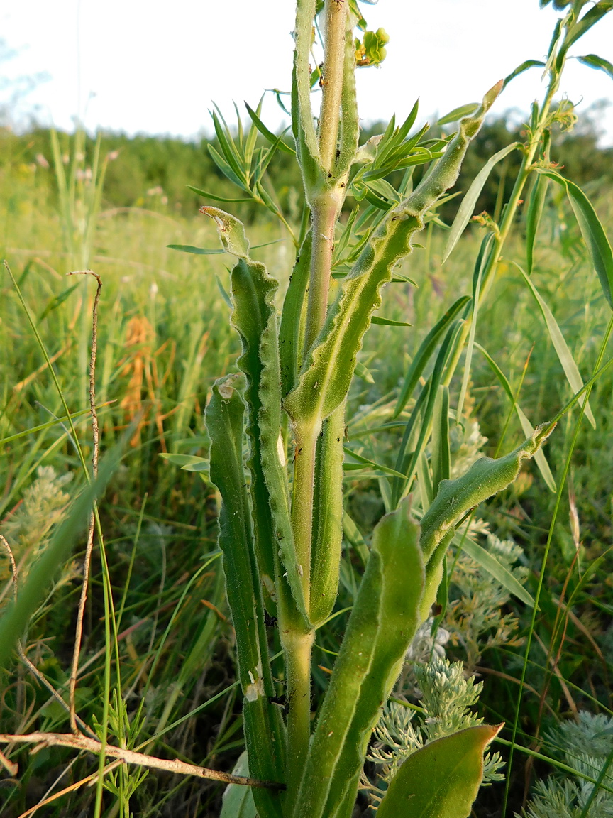 Image of Silene viscosa specimen.