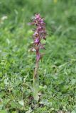 Anacamptis collina подвид fedtschenkoi. Цветущее растение (высота — 21 см; длина соцветия — 11 см.). Дагестан, Дербентский р-н, природный парк \"Джалган\", гора Ачигсырт, выс. ок. 346 м н.у.м., закустаренный выгон. 22.04.2025.