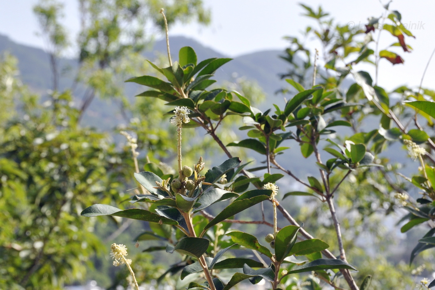 Image of Unknown species specimen.