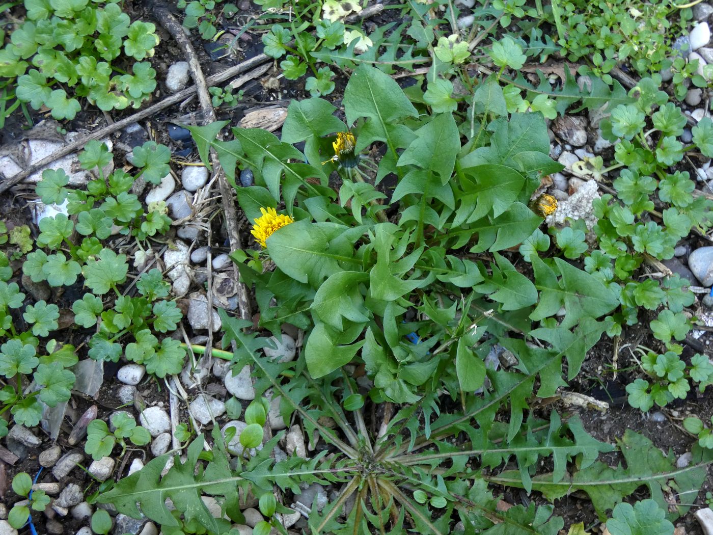 Изображение особи Taraxacum hellenicum.