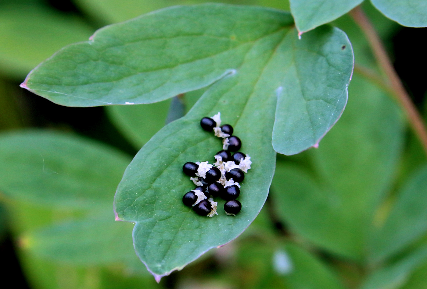 Image of Dicentra spectabilis specimen.