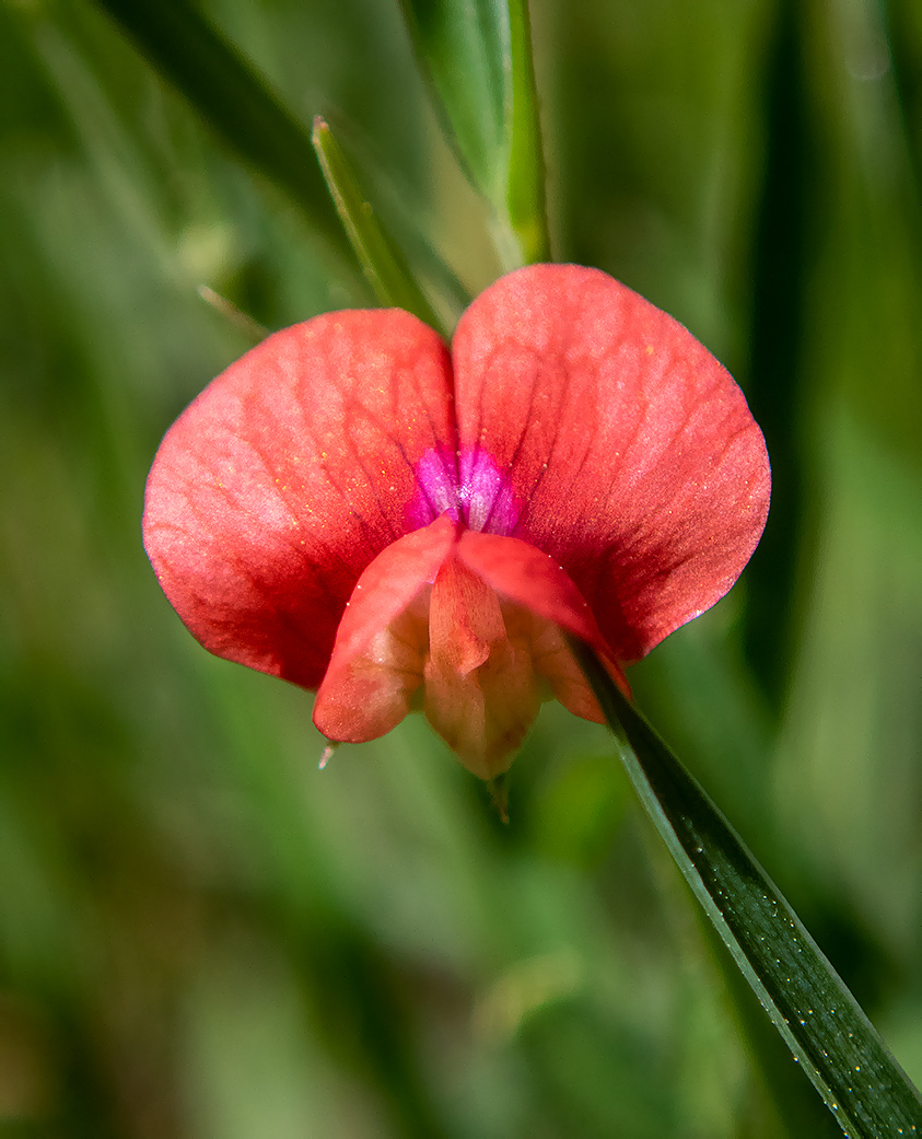 Image of Lathyrus sphaericus specimen.