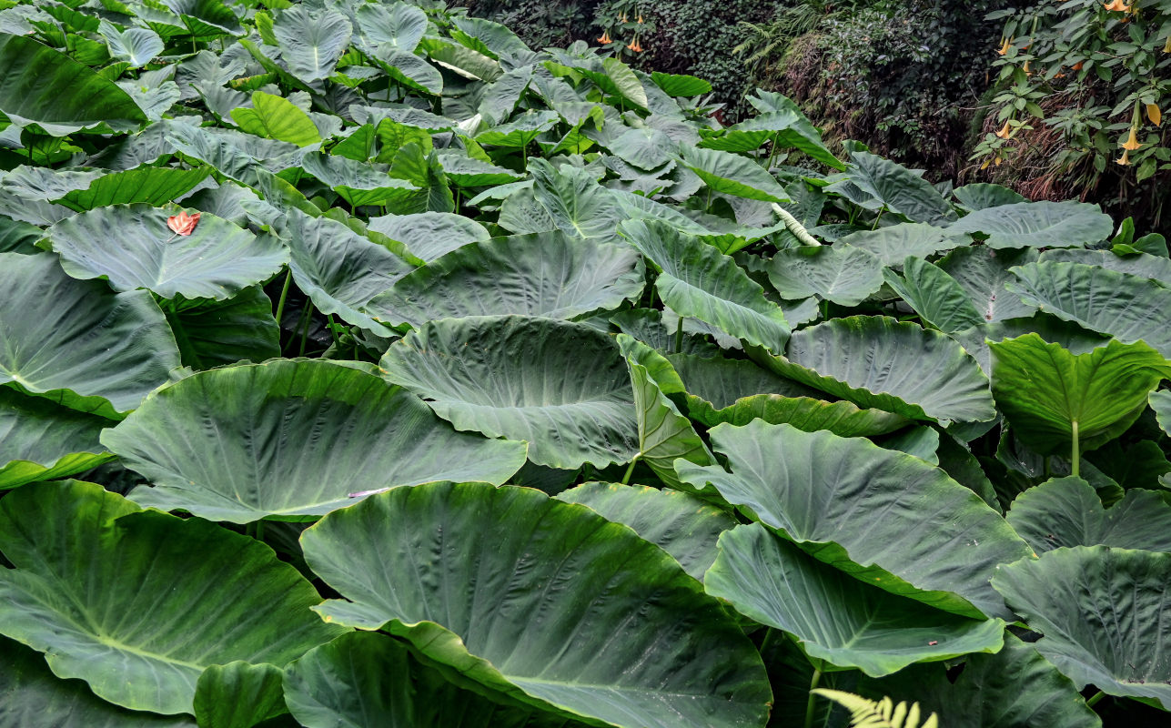Изображение особи Colocasia esculenta.