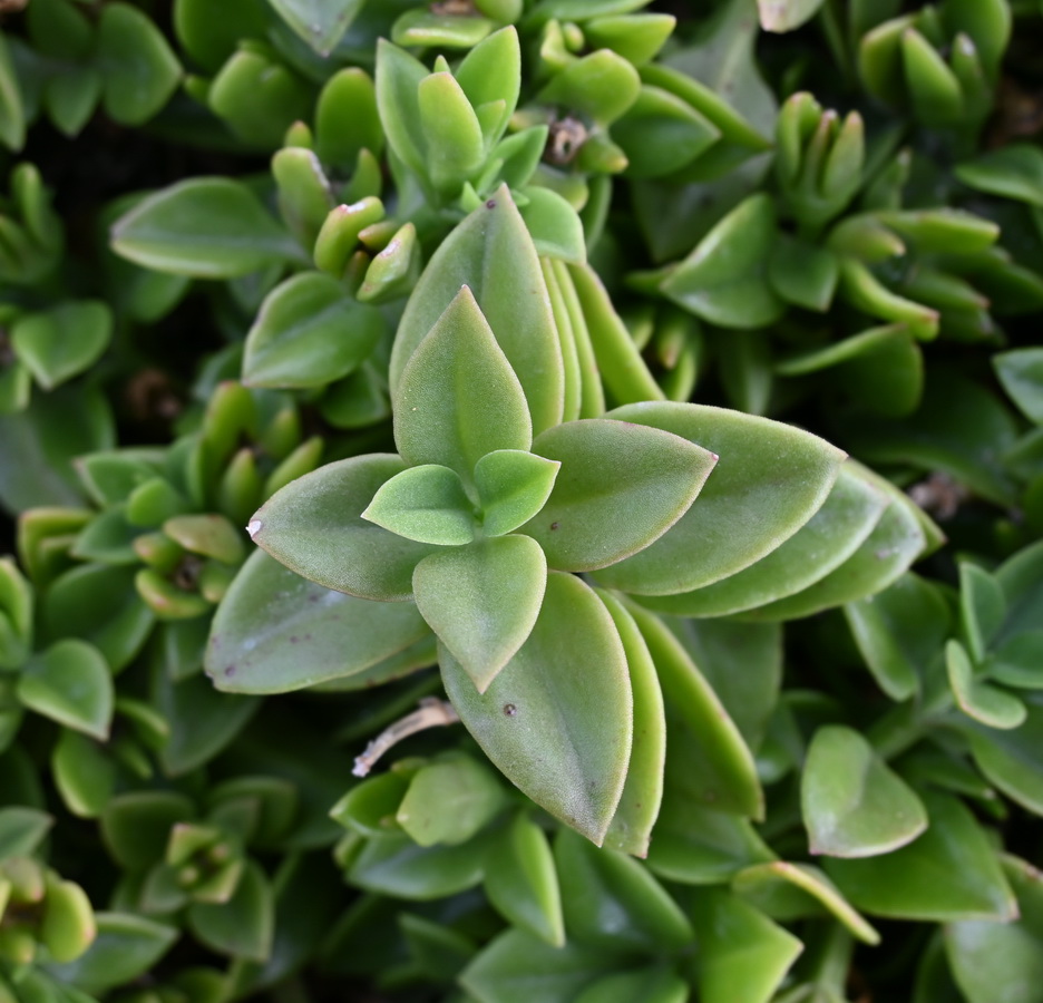 Image of genus Aptenia specimen.